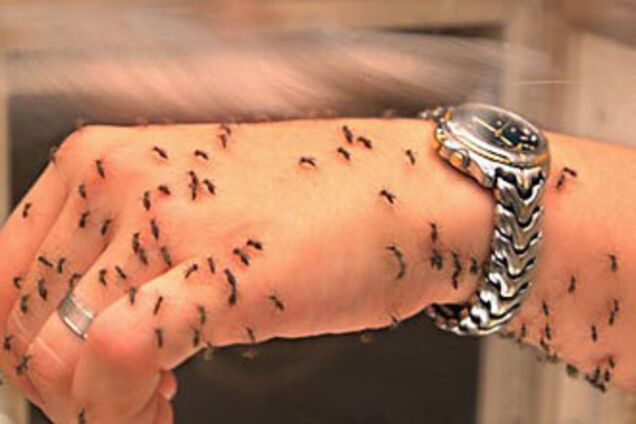 Тропическая малярия обнаружилась в Кировограде