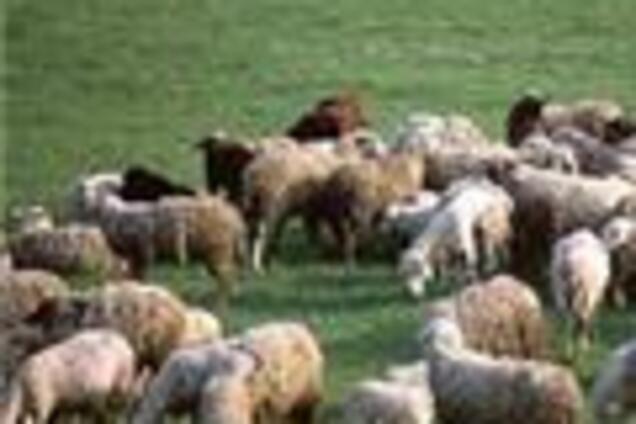 Еще один 'гром с небес': убиты дедушка и внук