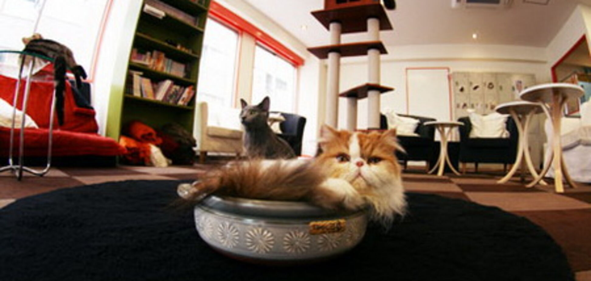 Кофе с... кошками