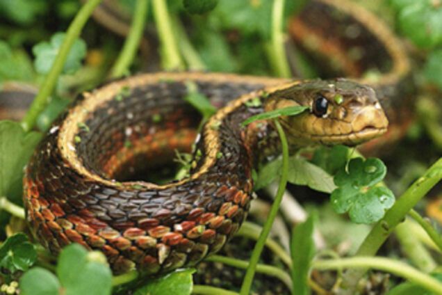 МЧС-ники уничтожили змей возле «Дома ребенка»