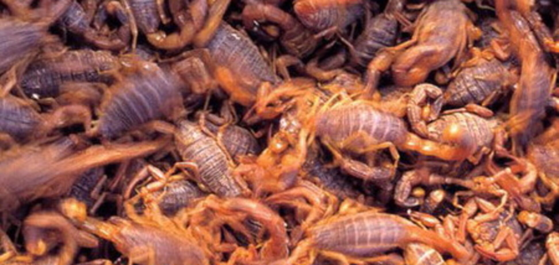Продовольственный кризис «ударит» по насекомым