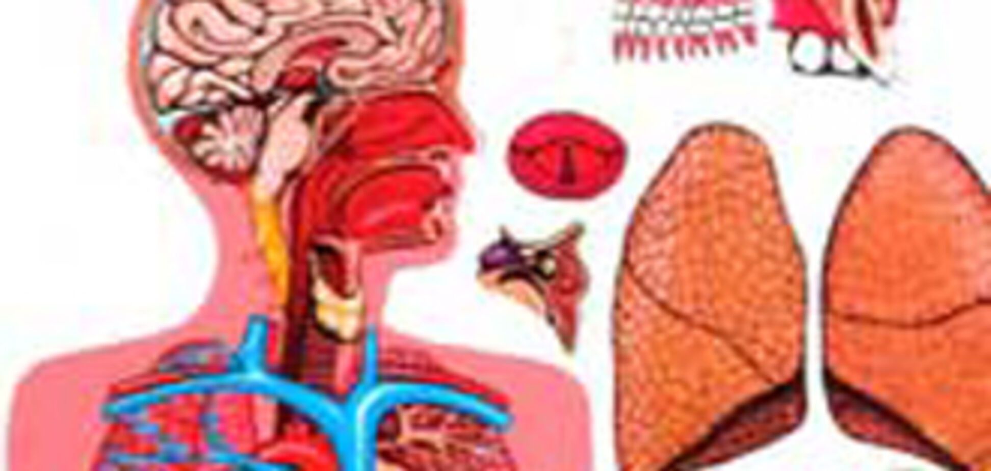 Украина – лидер по незаконной торговле органами