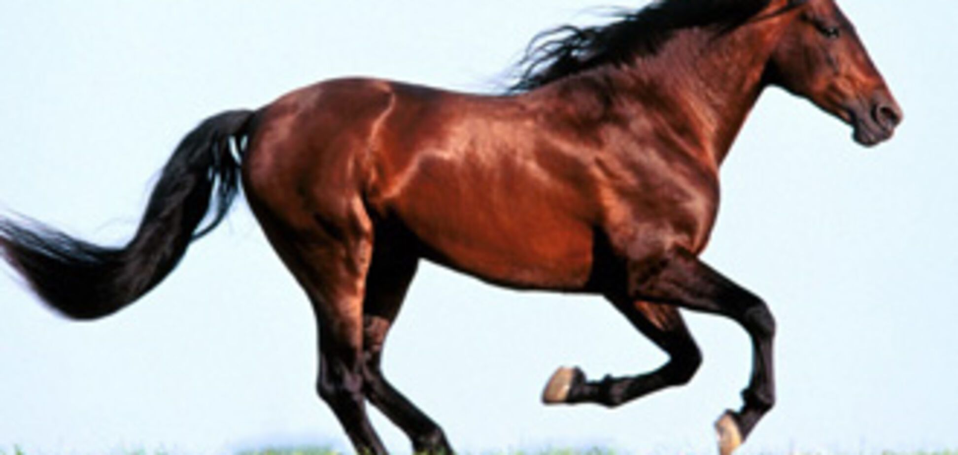 Пансіонатам Євпаторії поставляли конину під виглядом яловичини