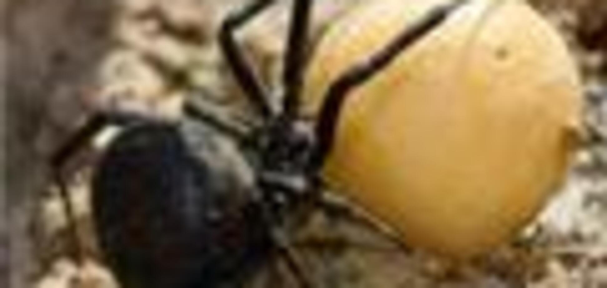 На Херсонщине пауки продолжают калечить людей