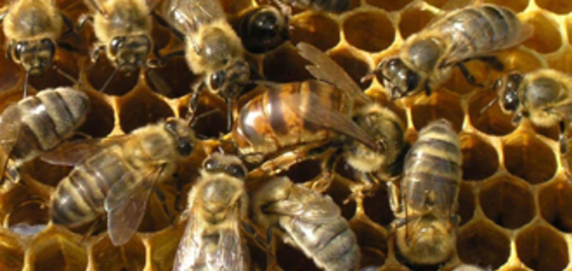 Ющенко стане обличчям бджільництва