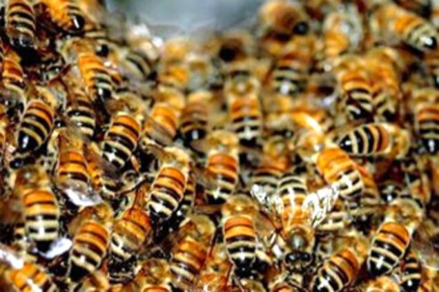 Ющенко з'їздить до Одеси поговорити про бджіл