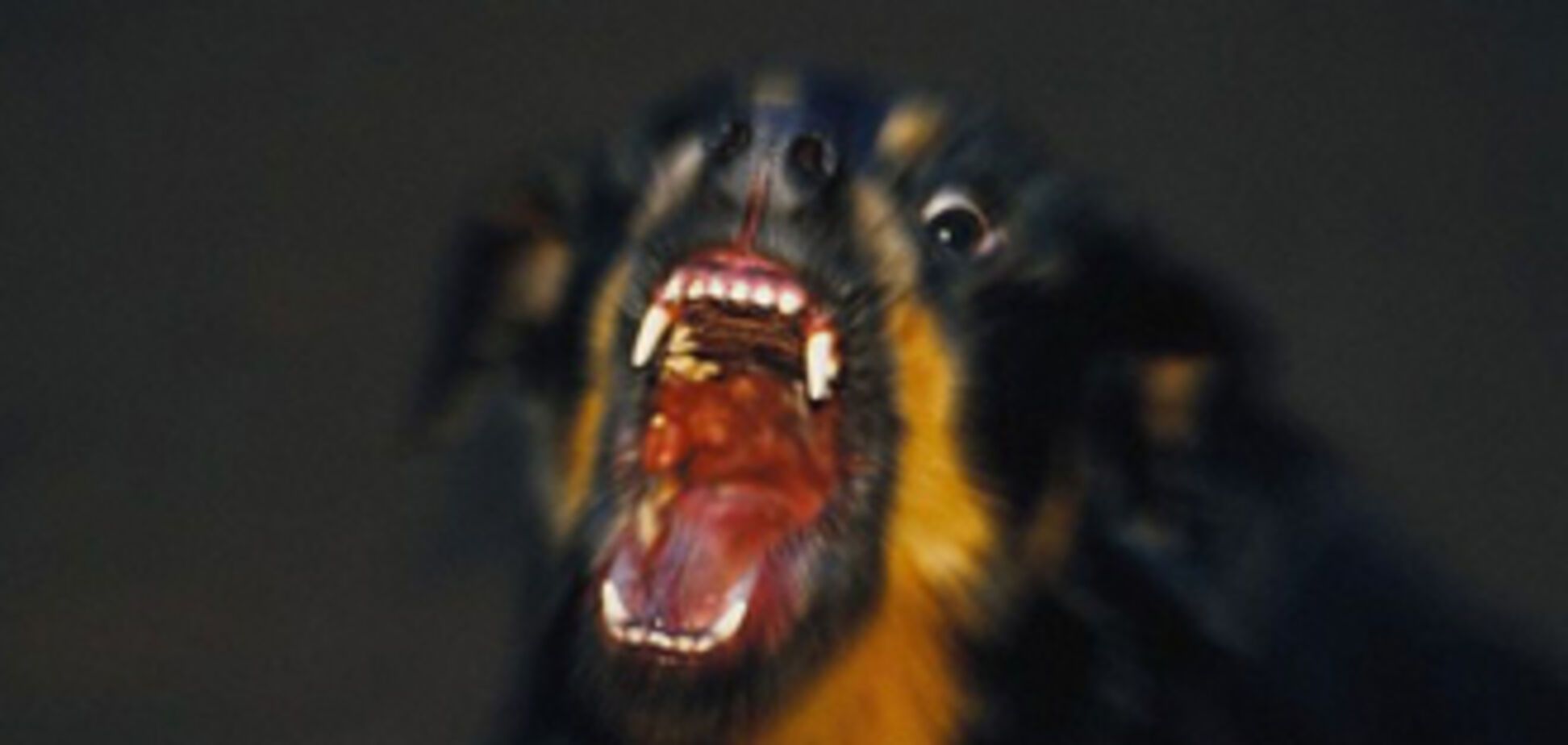 Украине грозит эпидемия бешенства