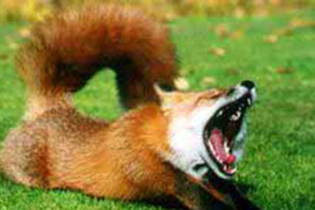 На Херсонщине ввели карантин из-за бешеной лисы