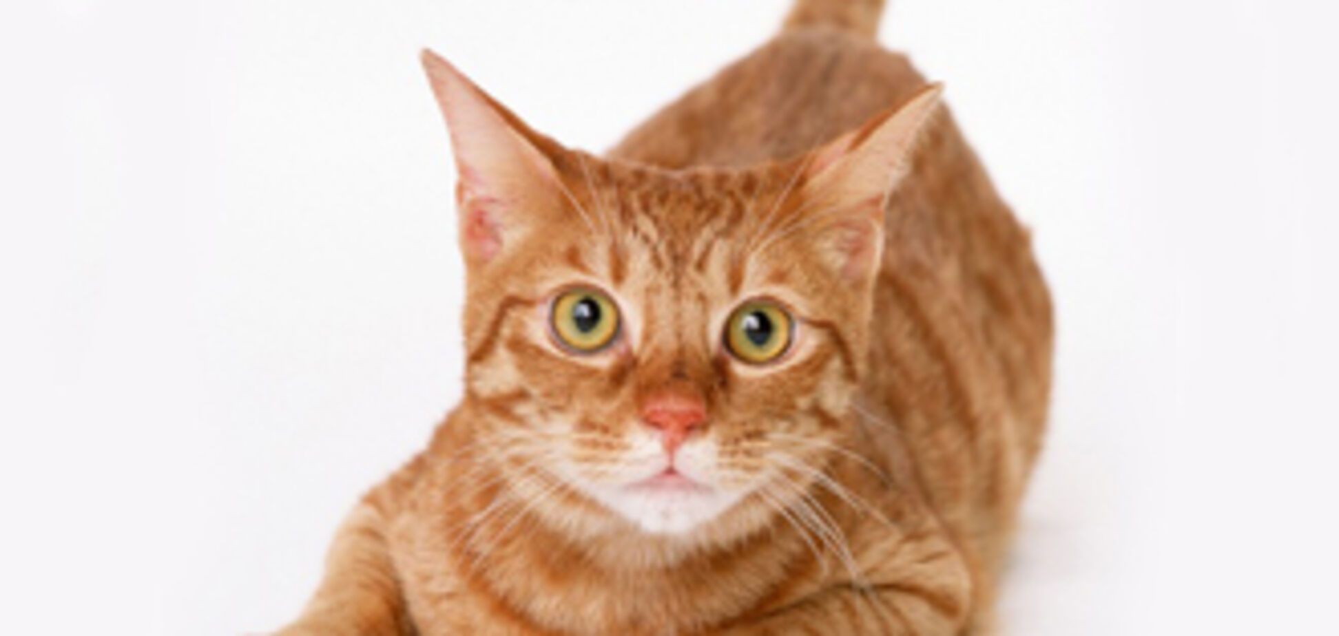 Юнака засудили за привчання кота до марихуани