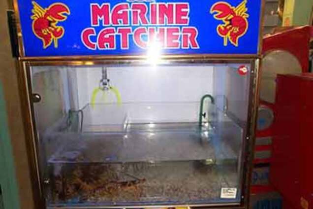 Ловля омаров в игровом автомате