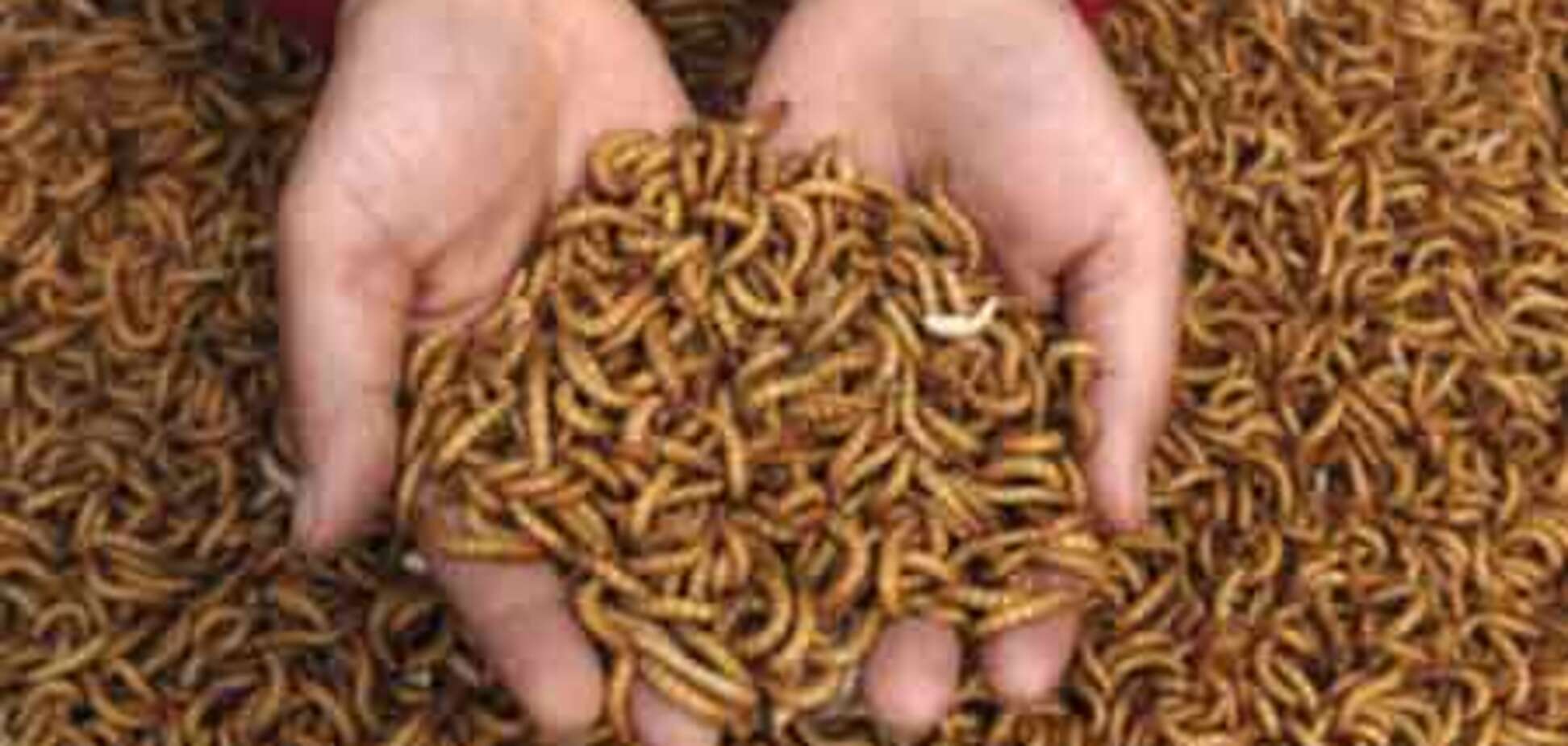 Самая противная еда в мире