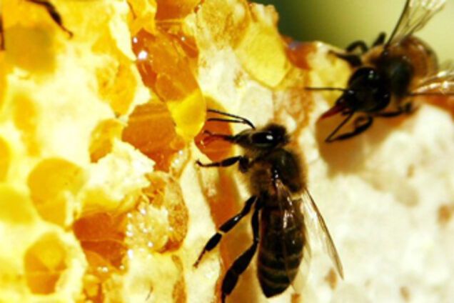 Ющенко должен победить на выборах ради пчел