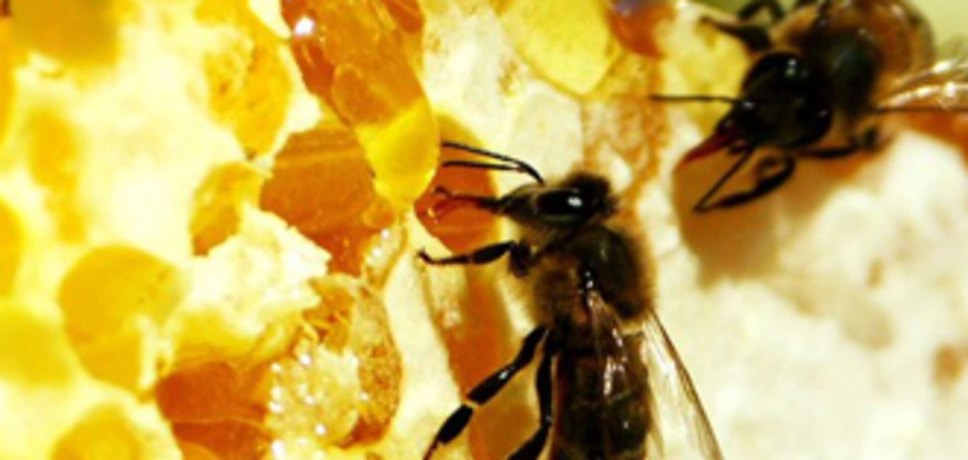 Ющенко должен победить на выборах ради пчел