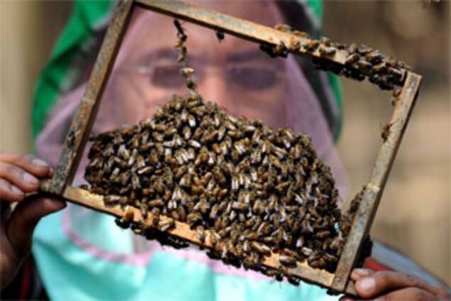 В результате ДТП 20 человек искусали пчелы (ВИДЕО)