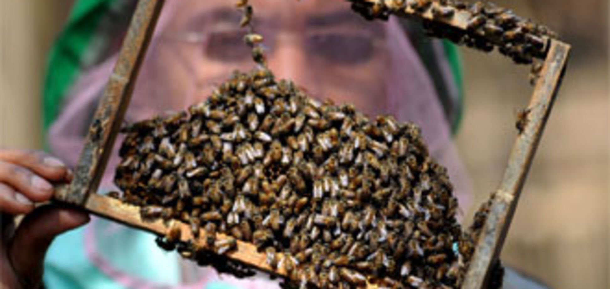 В результаті ДТП 20 осіб покусали бджоли (ВІДЕО)