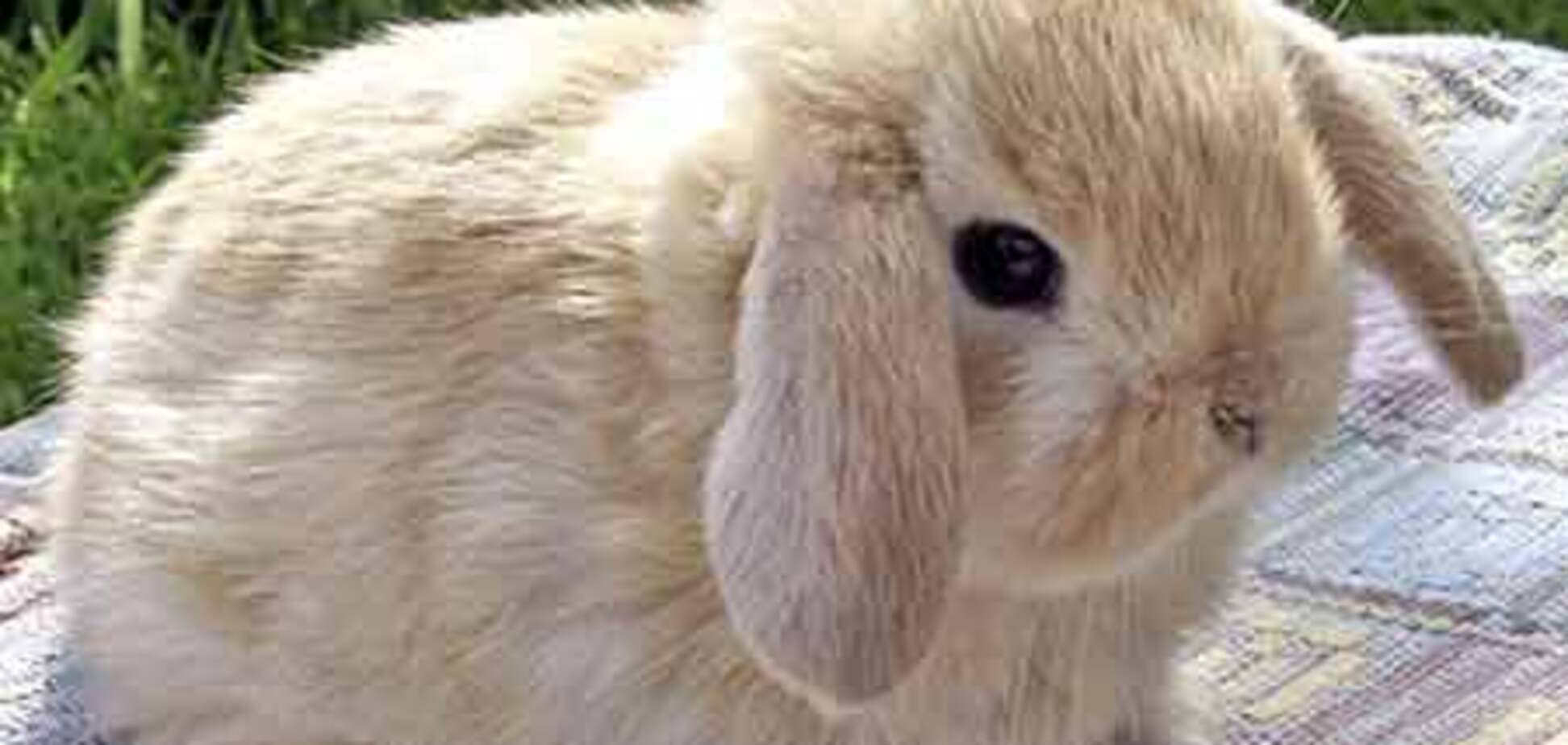 В японских кафе обнимают кроликов