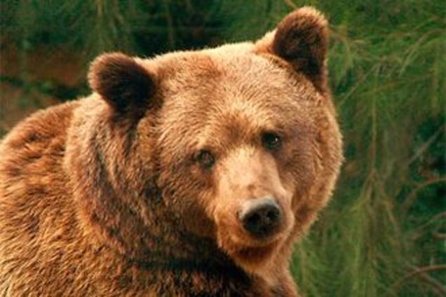 Украинским медведям не дают убежать за польскую границу