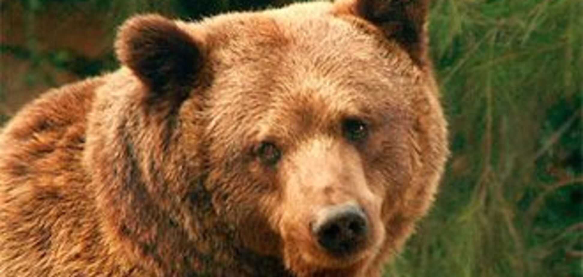 Украинским медведям не дают убежать за польскую границу