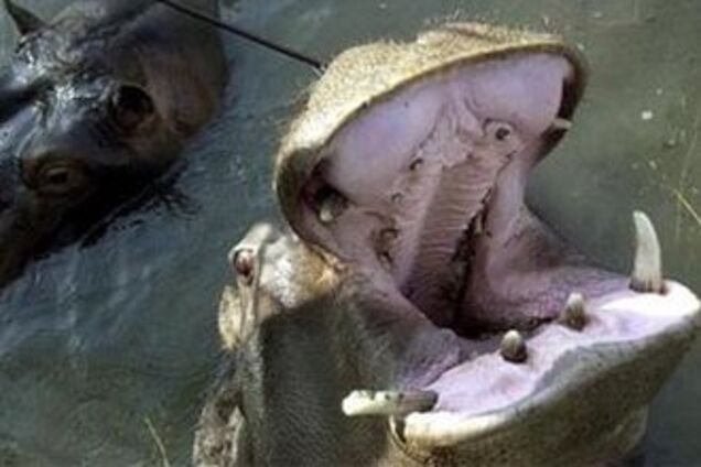 Из частного зоопарка сбежал бегемот