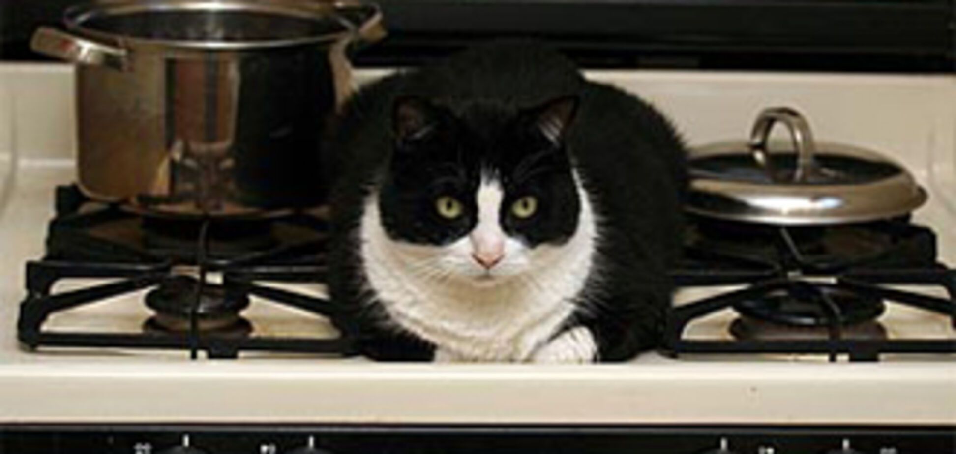 Кішка влаштувала пожежу в квартирі