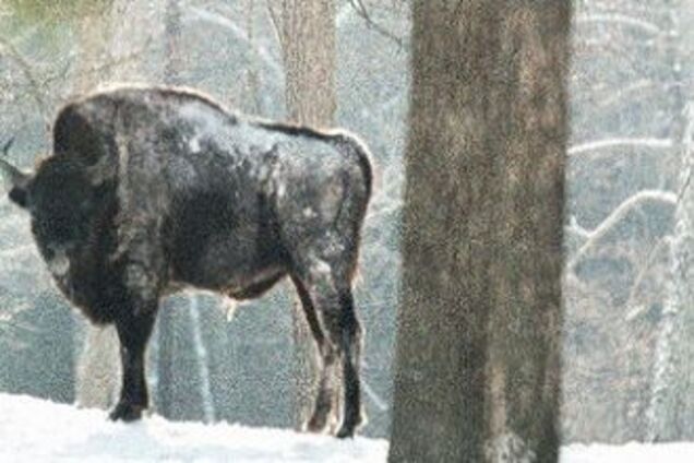 Белорусский зубр погиб под колесами локомотива