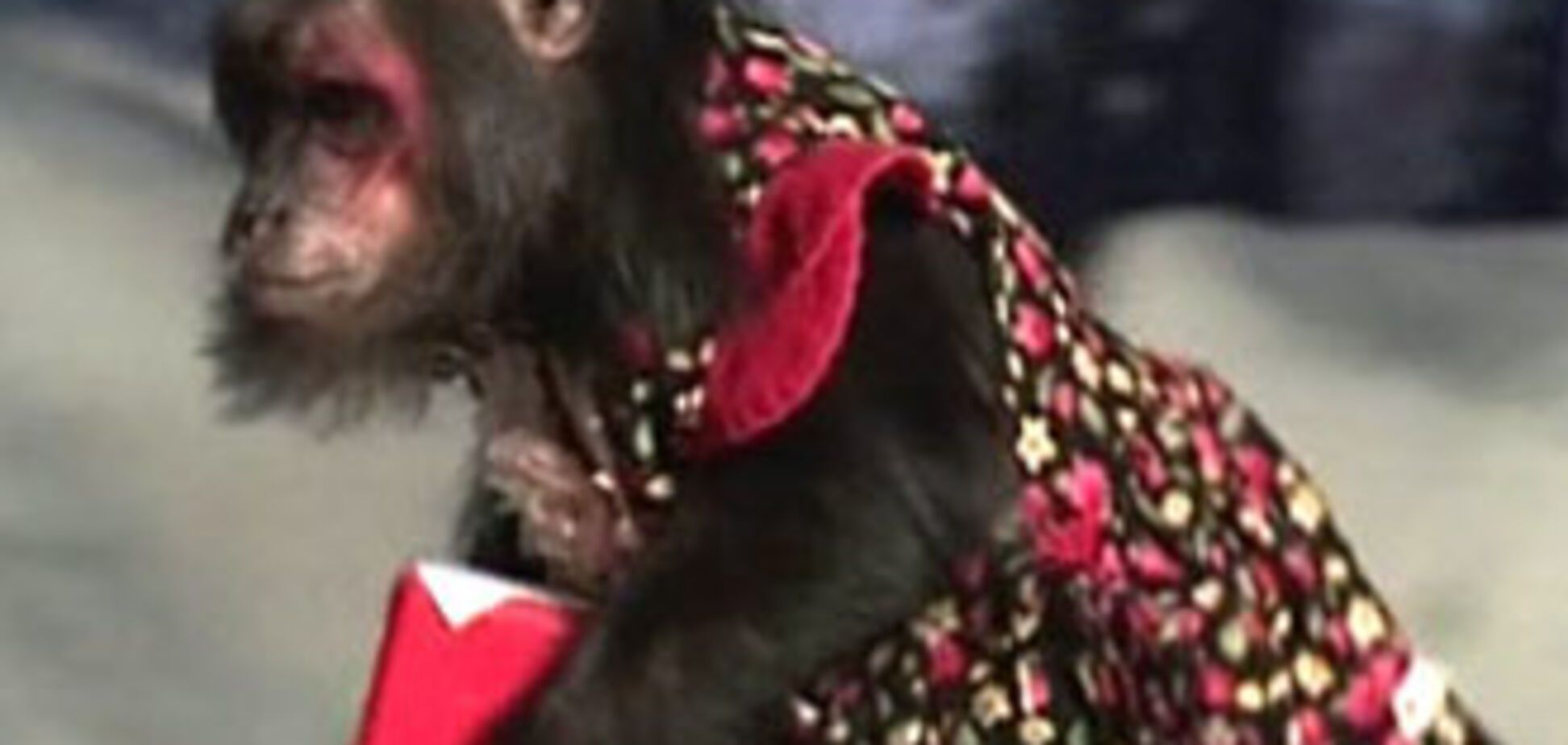 Цирковая макака обыграла всю биржу