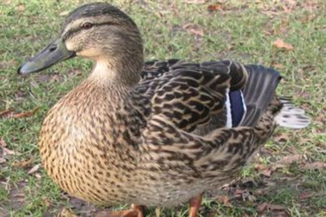 Завод по сборке ядерного оружия закрыли из-за двух охотников