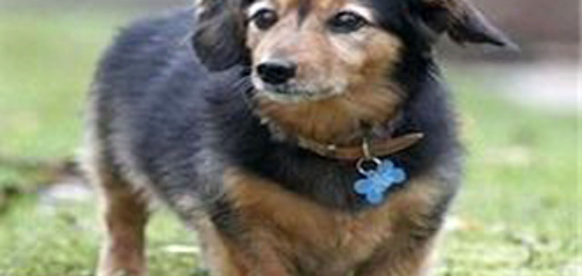 Умерла старейшая собака в мире