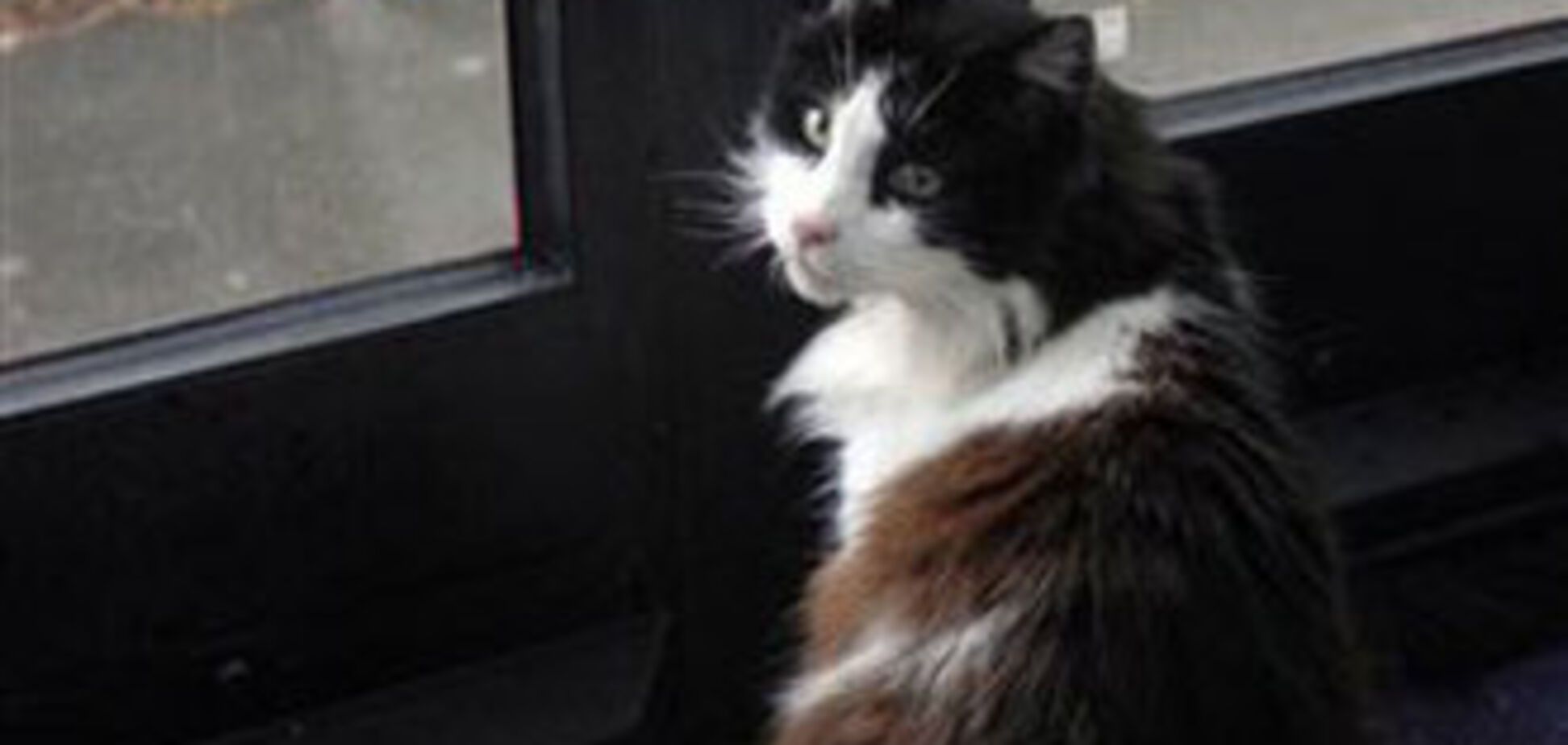 Загинув знаменитий англійський кіт-мандрівник