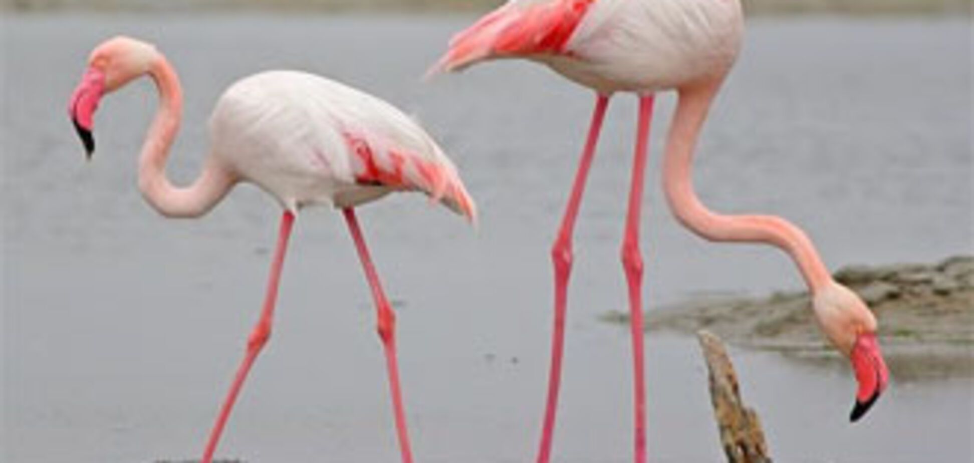 В Крым прилетели фламинго