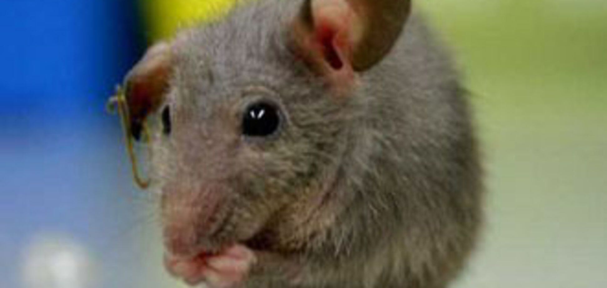 17 мишей обійшлися Німеччини в 1500 євро