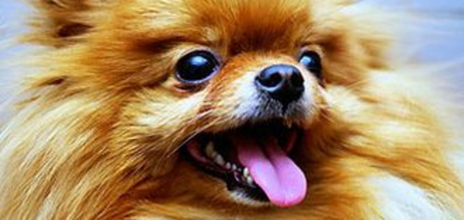 Опасных собак разрешили держать только совершеннолетним