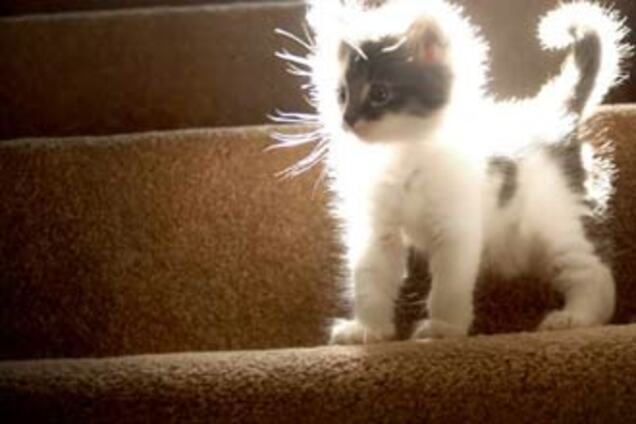 Домашние животные признаны зеркалом души хозяина