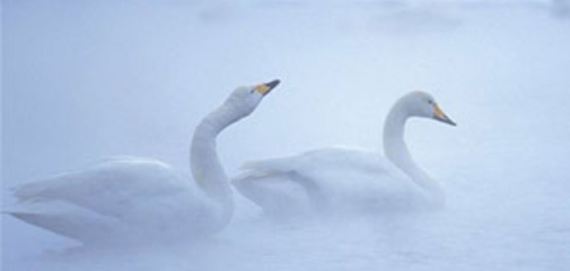 В Євпаторії МНС-ники врятували примерзлих до льоду лебедів
