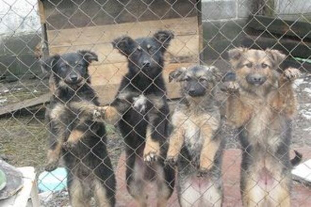 Приюты для животных оказались на грани кризиса