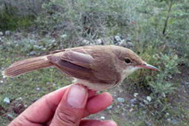 Самая загадочная птица на Земле. ФОТО