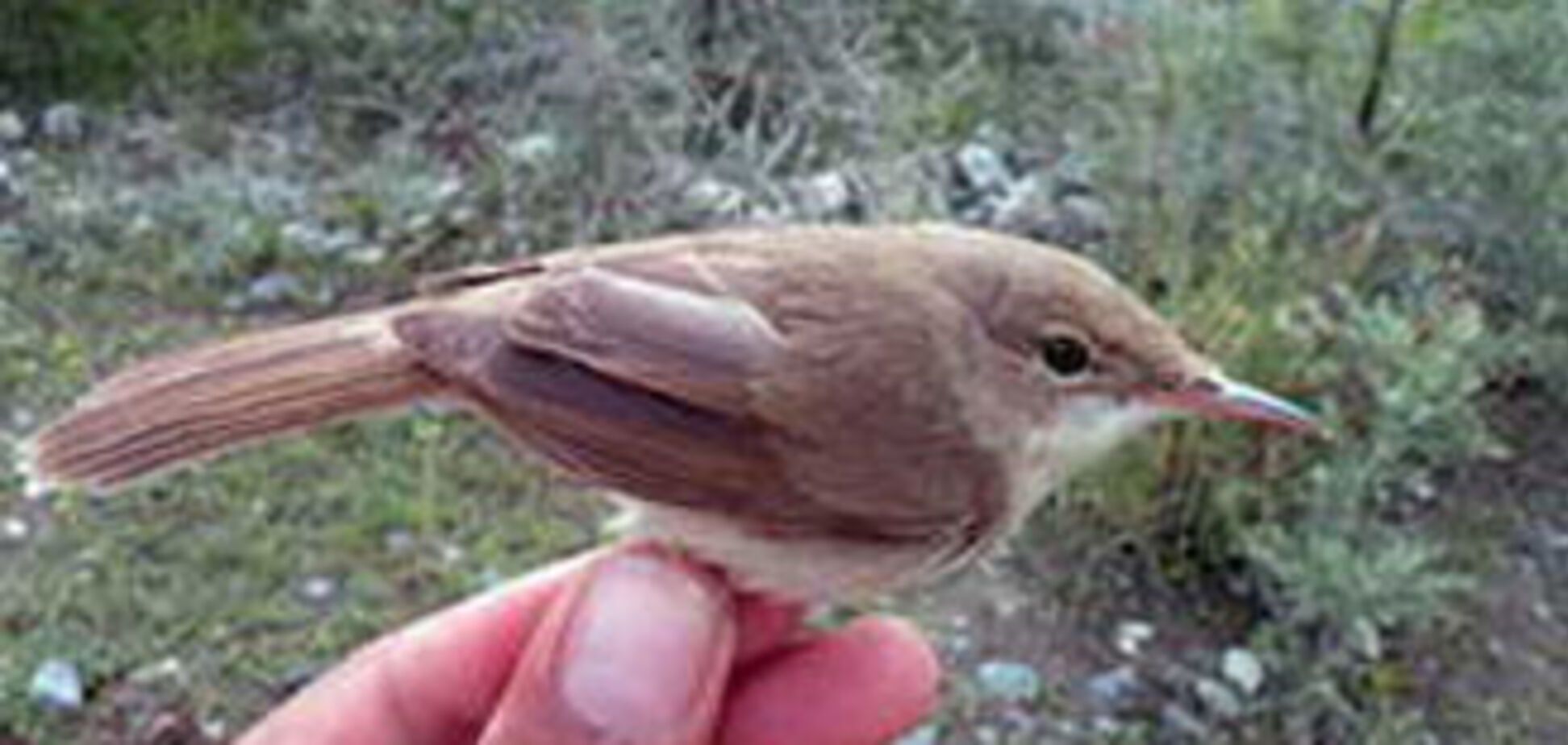 Самая загадочная птица на Земле. ФОТО