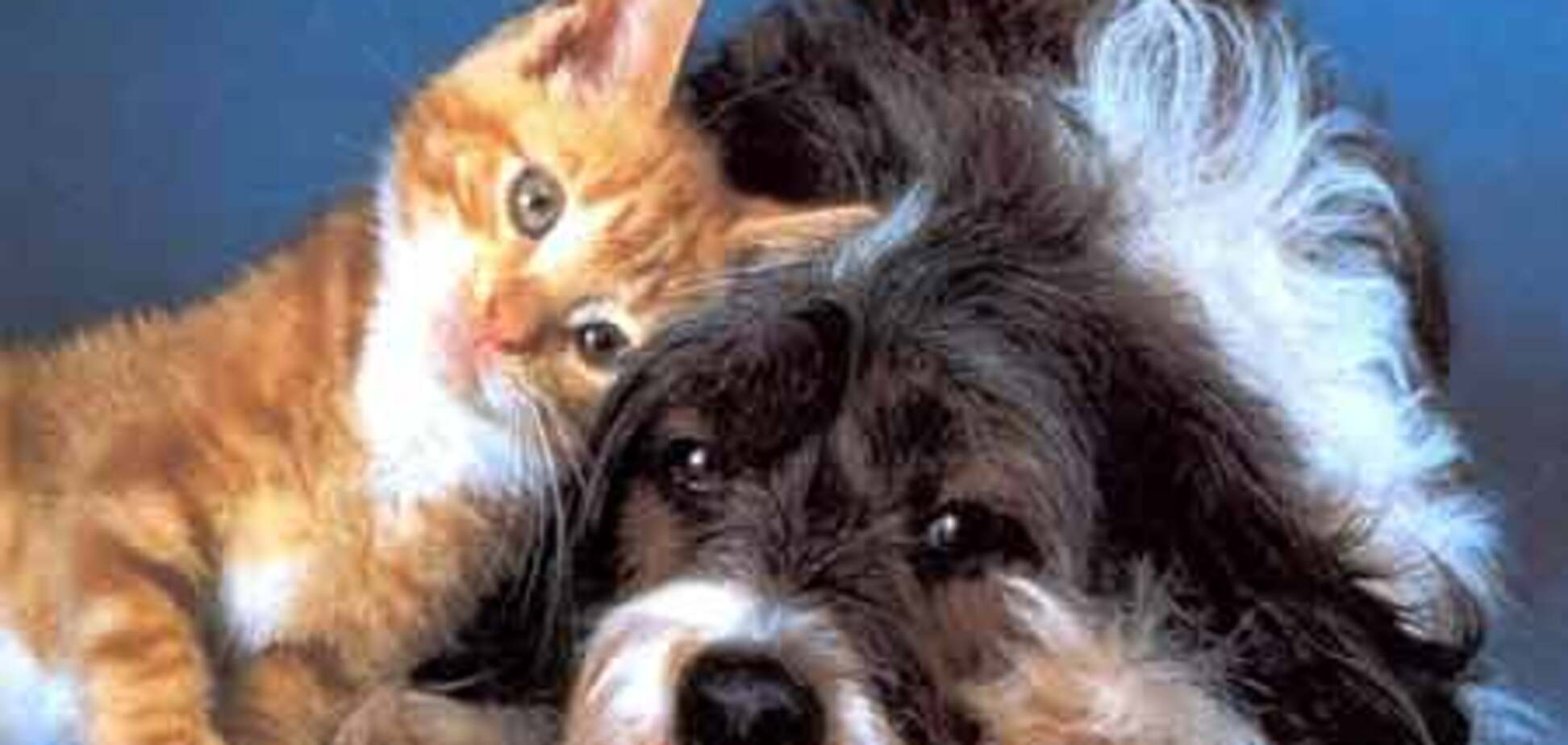 Китайцам грозит штраф за употребление в пищу кошек и собак