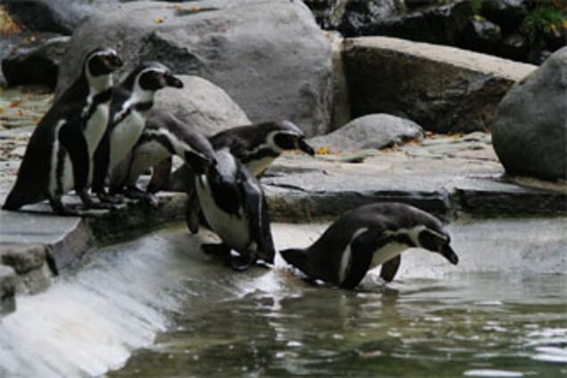 В японском зоопарке украли пингвина