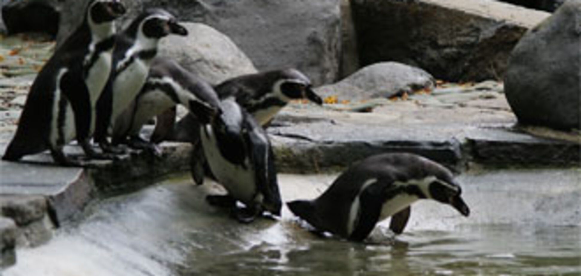 В японском зоопарке украли пингвина