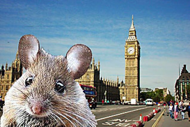 Мыши захватили полицейский участок