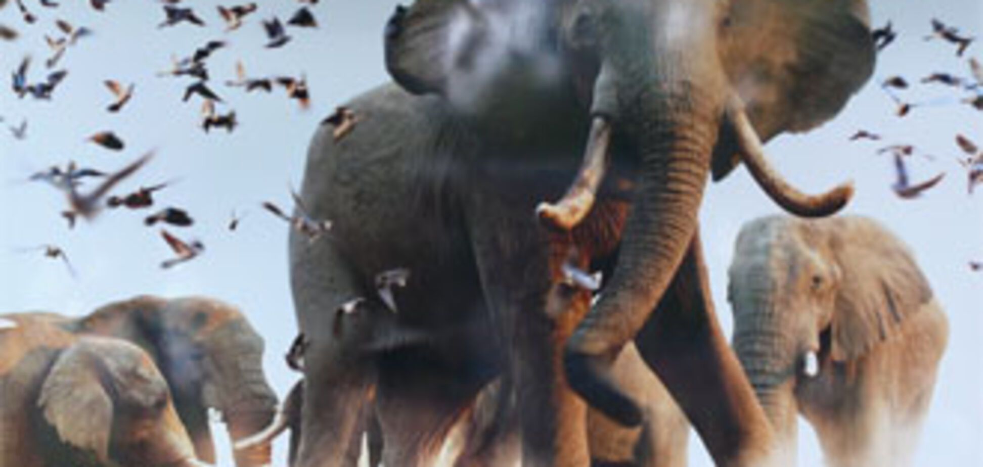 Жіночий вереск для слона страшніше ніж миші і динаміт