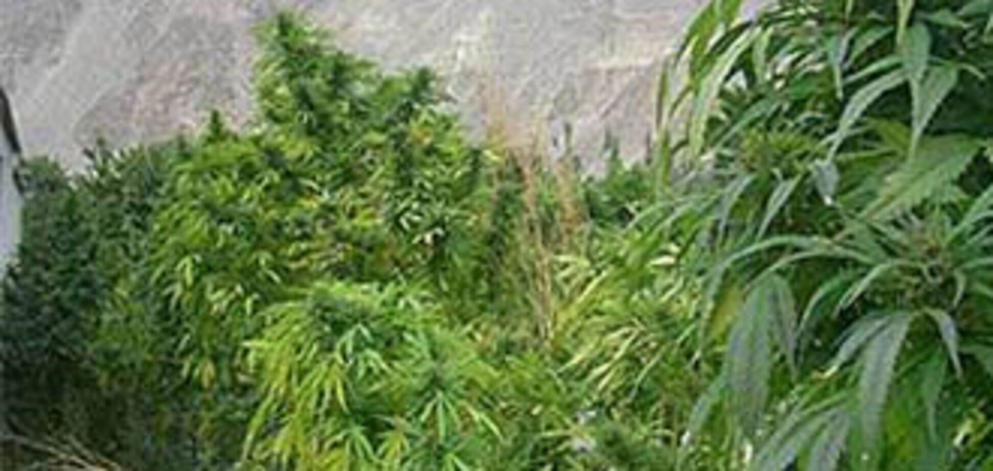 Америка заважає Мексиці боротися з наркомафією