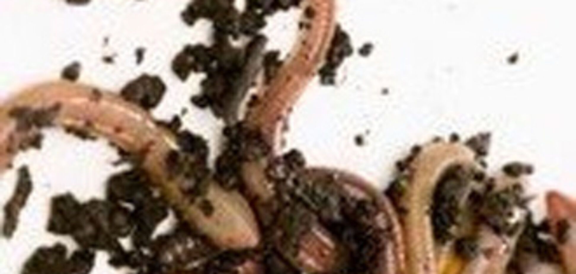 На піку моди - лікування глистами