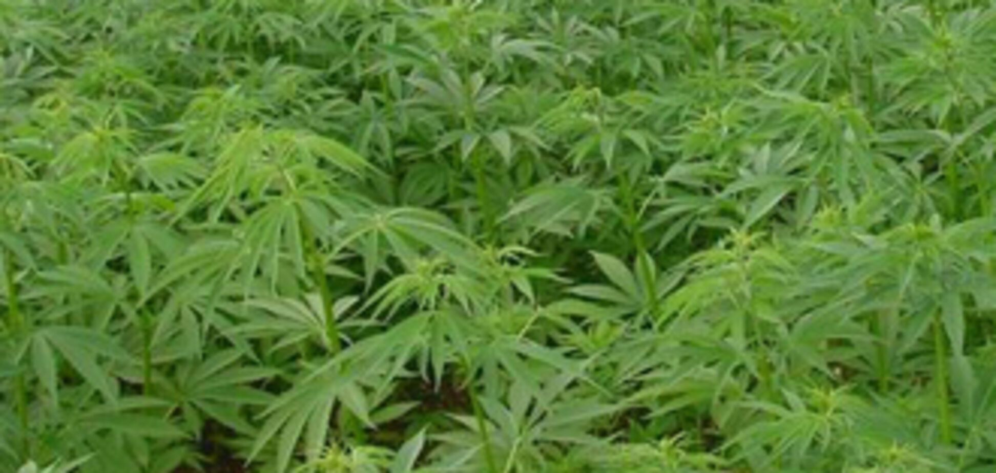 У пенсіонерів відібрали врожай у 70 кіло коноплі