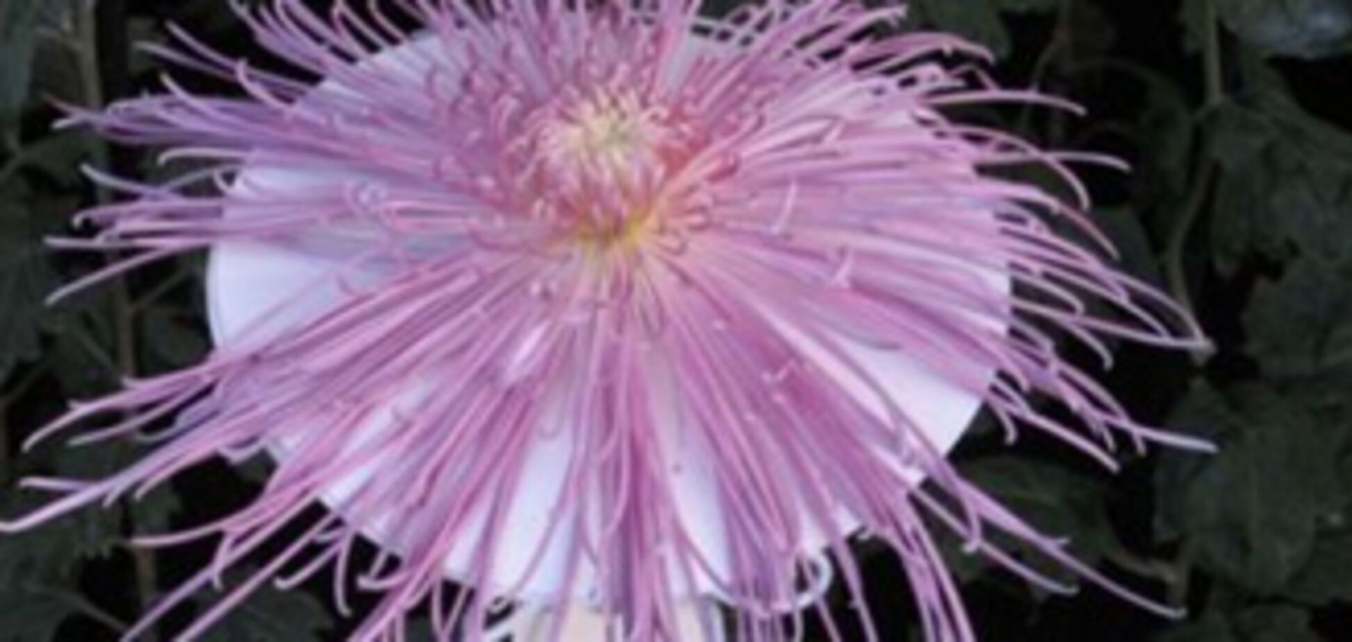 У Криму - грандіозний бал хризантем. ФОТО