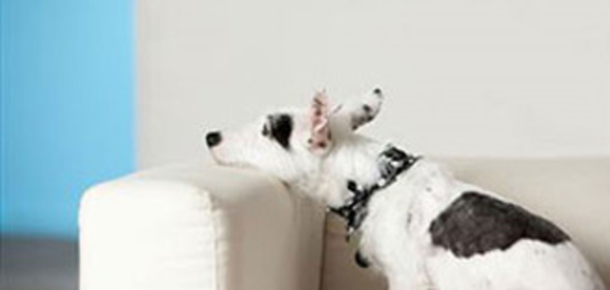 Собаки псують жіночі речі від самотності