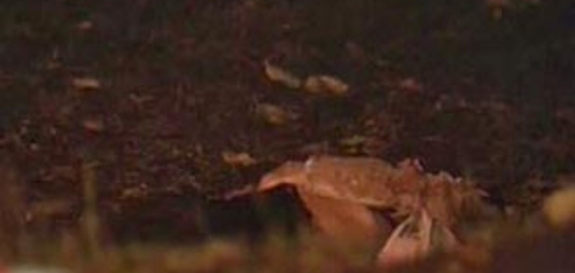 Міліціонери пограбували і вбили служителя католицької церкви