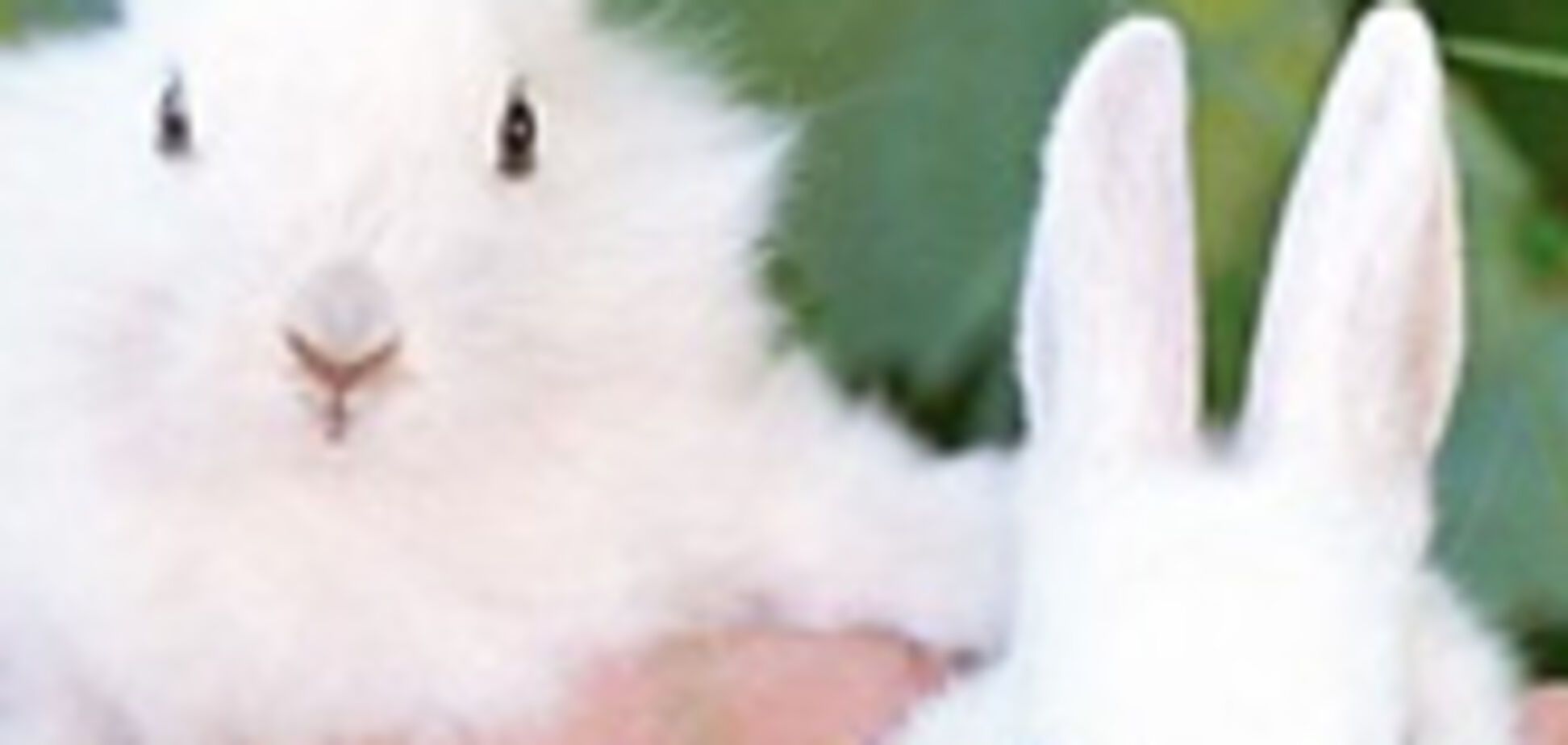 Пушистое счастье-2011.Самые красивые кролики. ФОТО