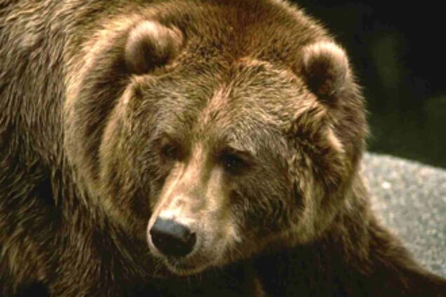 Медведю-антифашистові поставлять пам'ятник